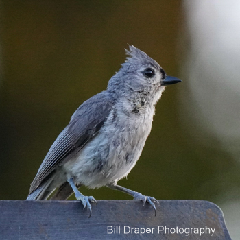 Tufted Titmouse