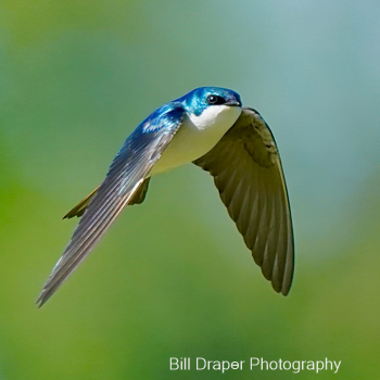 Tree Swallow