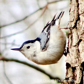 White-breasted Nuthatch