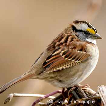 White-throated Sparrow