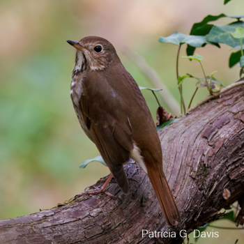 Wood Thrush