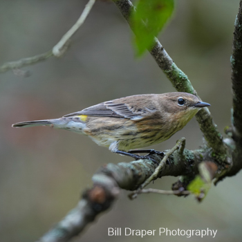 Yellow-rumped Warbler