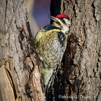 Yellow-bellied Sapsucker