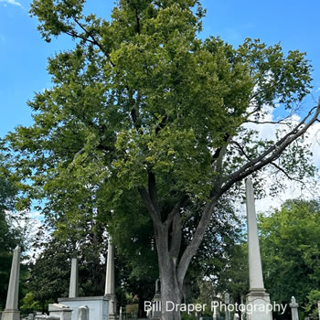 American Elm (Ulmus americana)