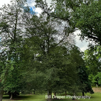 American Holly (Ilex opaca)