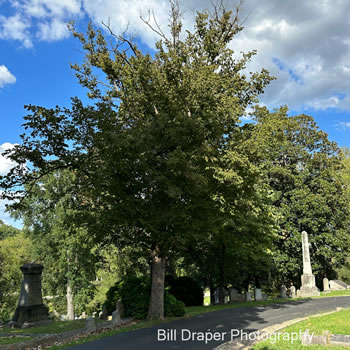 American Hop Hornbeam (Ostrya virginiana)