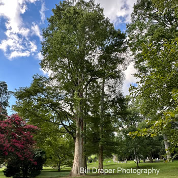 Bald Cypress (Taxodium distichum)