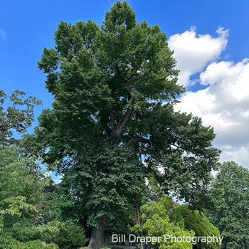 Black Gum (Nyssa sylvatica)