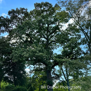 Black Oak (Quercus velutina)