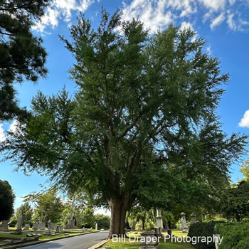 Ginkgo (Ginkgo biloba)