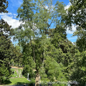 Kentucky Coffeetree (Gymnocladus dioicus)