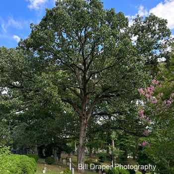 Post Oak (Quercus stellata)