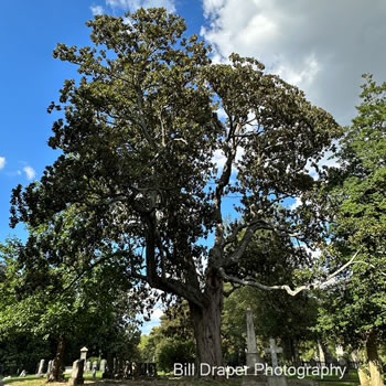 Southern Magnolia (Magnolia grandiflora)