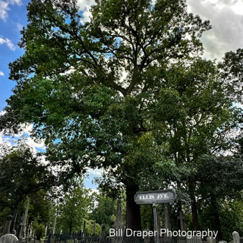 Southern Red Oak (Quercus falcata)