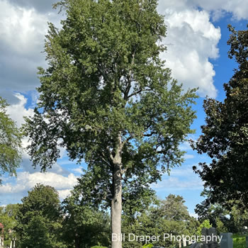 Sweet Gum (Liquidambar styraciflua)