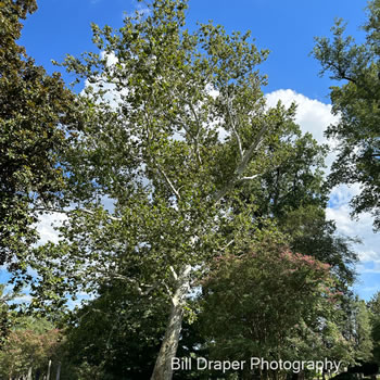 Sycamore (Platanus occidentalis)