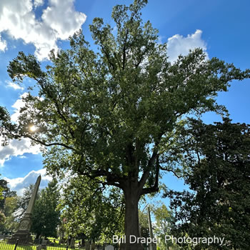 Tulip Poplar (Liriodendron tulipifera)