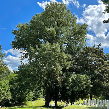 White Ash (Fraxinus americana)