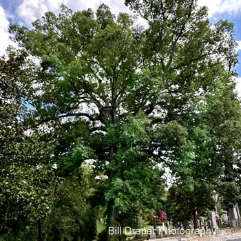 White Oak (Quercus alba)